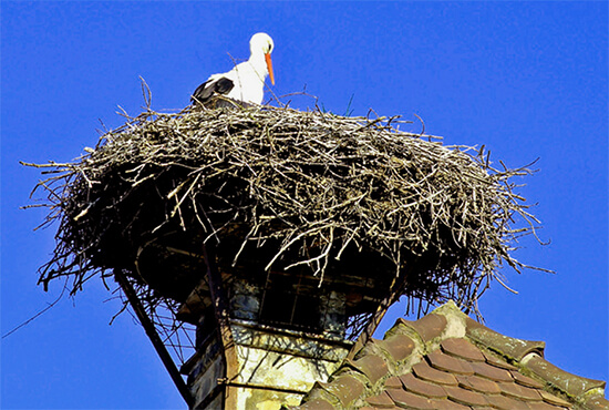 Animal from Entering your chimney - Star Chimney Sweep San Antonio