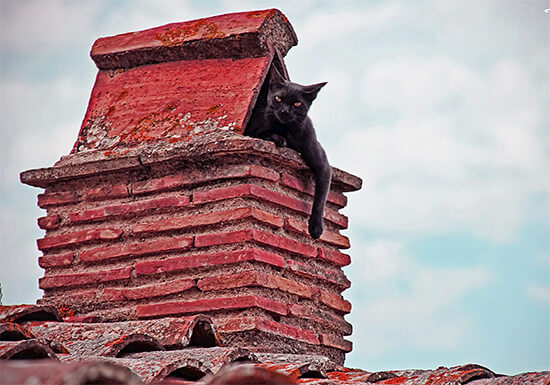 Animal in Chimneys - Star Chimney Sweep San Antonio